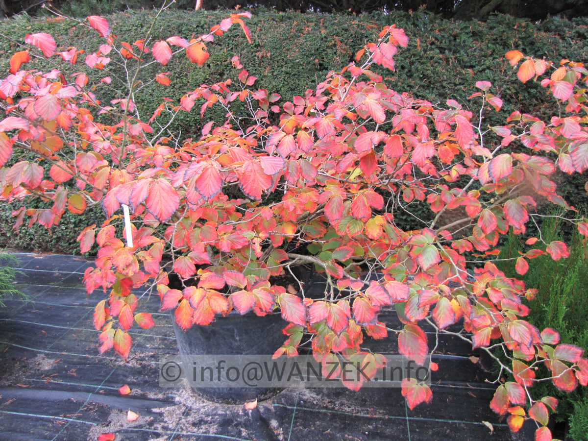 Hamamelis Diane Herbst.JPG